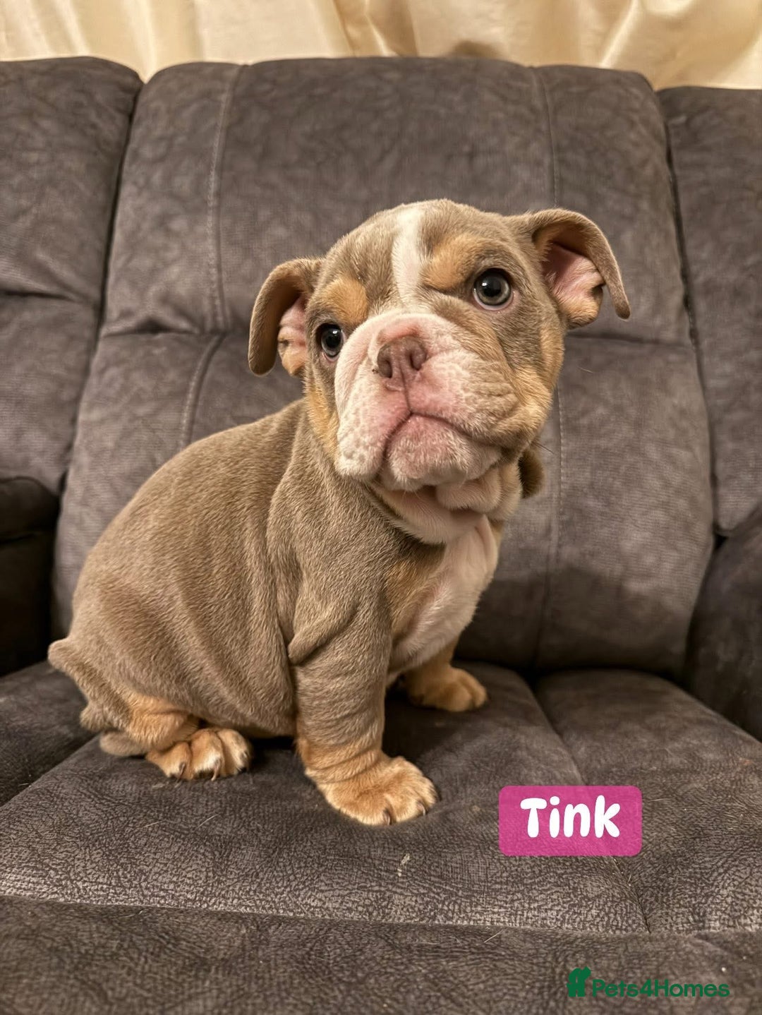 English Bulldog dogs for sale: English Bulldog Puppies - Image 3
