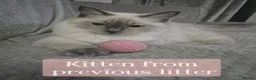 Ragdoll cats for sale: ✨️ Rare Seal/Blue Mink Ragdoll Kittens - Advert 5