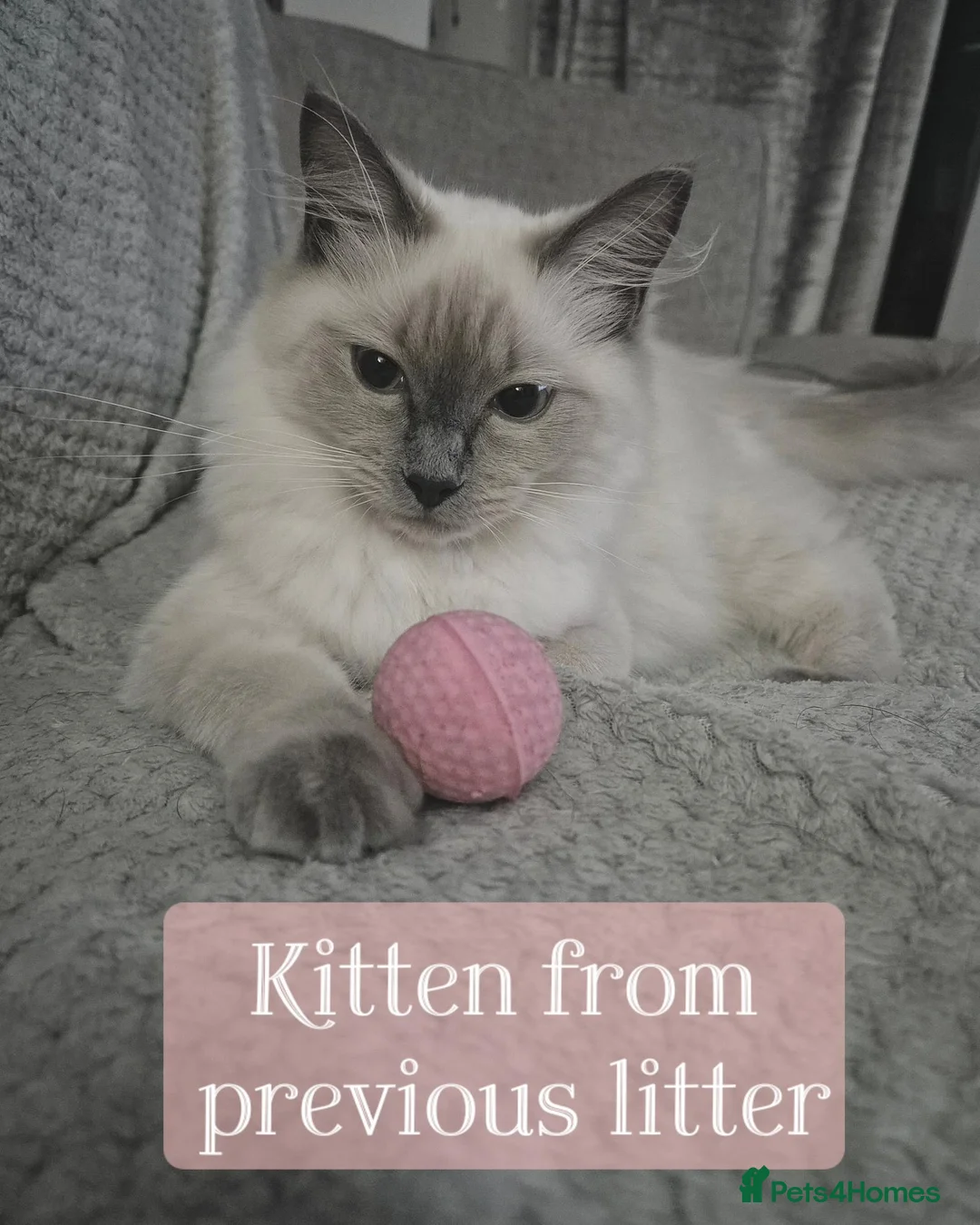 Ragdoll cats for sale: ✨️ Rare Seal/Blue Mink Ragdoll Kittens - Advert 5
