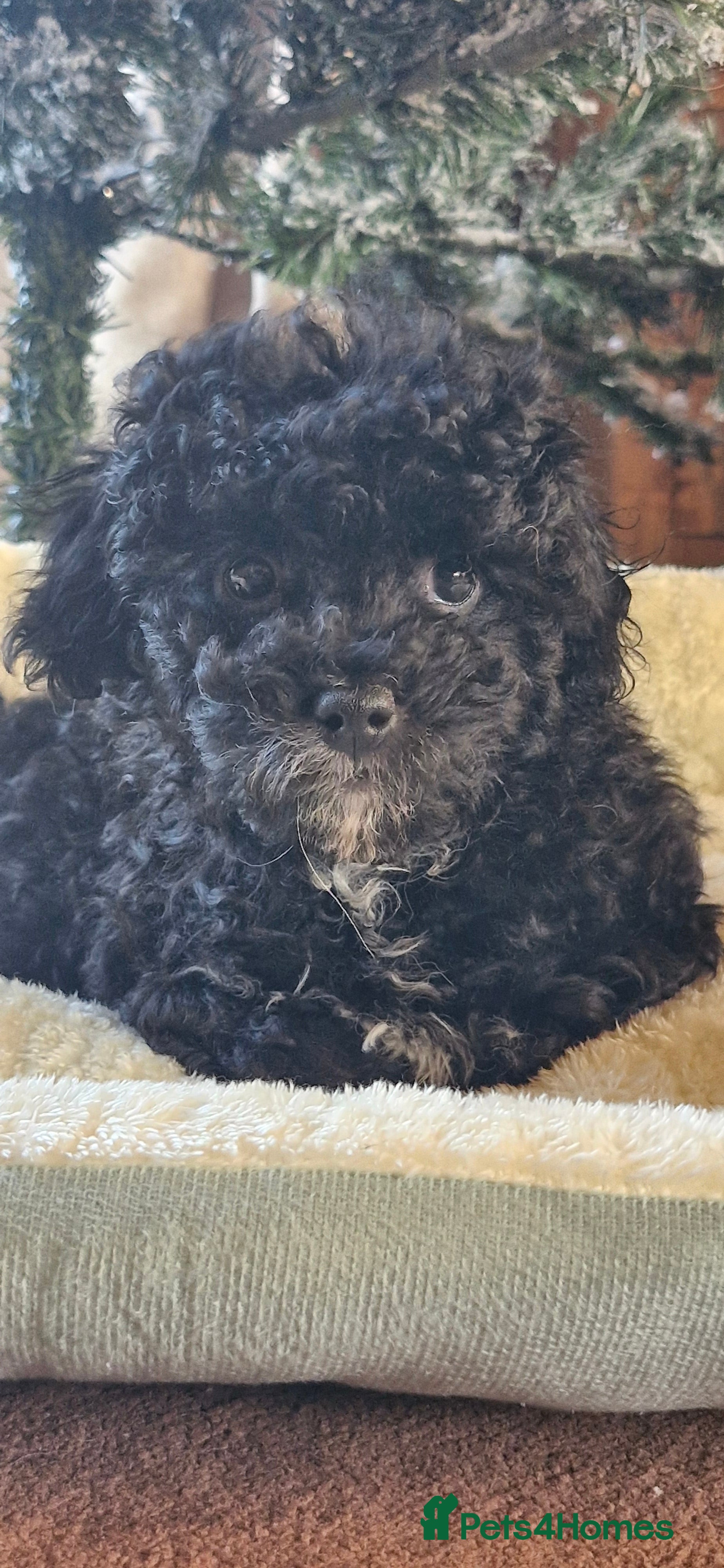 Cavapoo dogs Gorgeous f1bb Multicolour Cavapoo pups - Advert 2