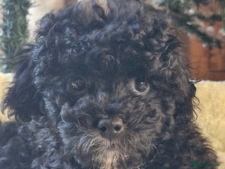 Cavapoo dogs Gorgeous f1bb Multicolour Cavapoo pups - Advert 17