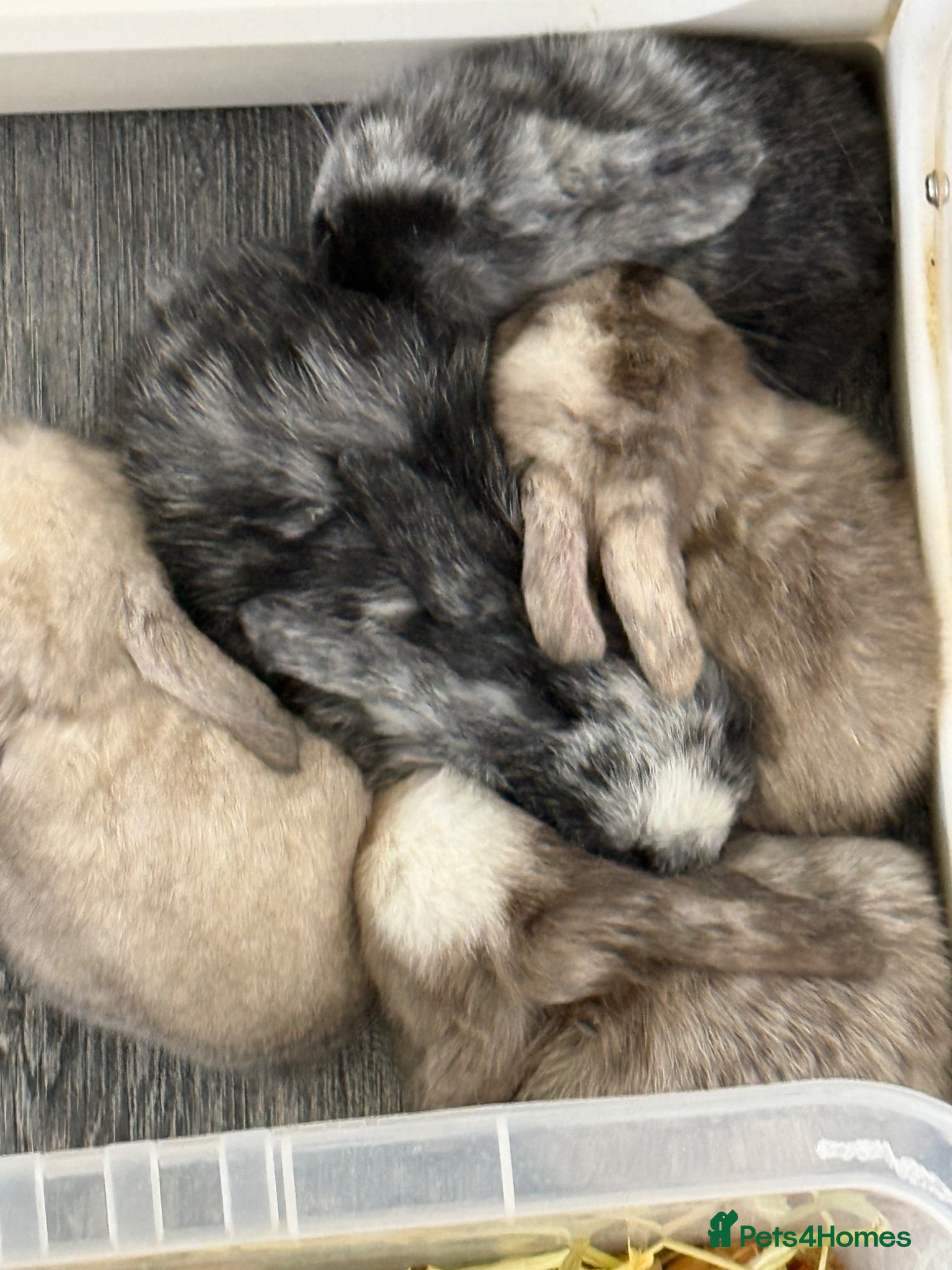Mini Lop rabbits Please meet our gorgeous mini lops - Advert 2
