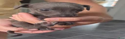Whippet dogs for sale: Stunning small KC registered whippets  - Advert 6