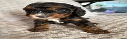 Cockapoo dogs for sale: Beautiful F2 Cockapoos  - Advert 20