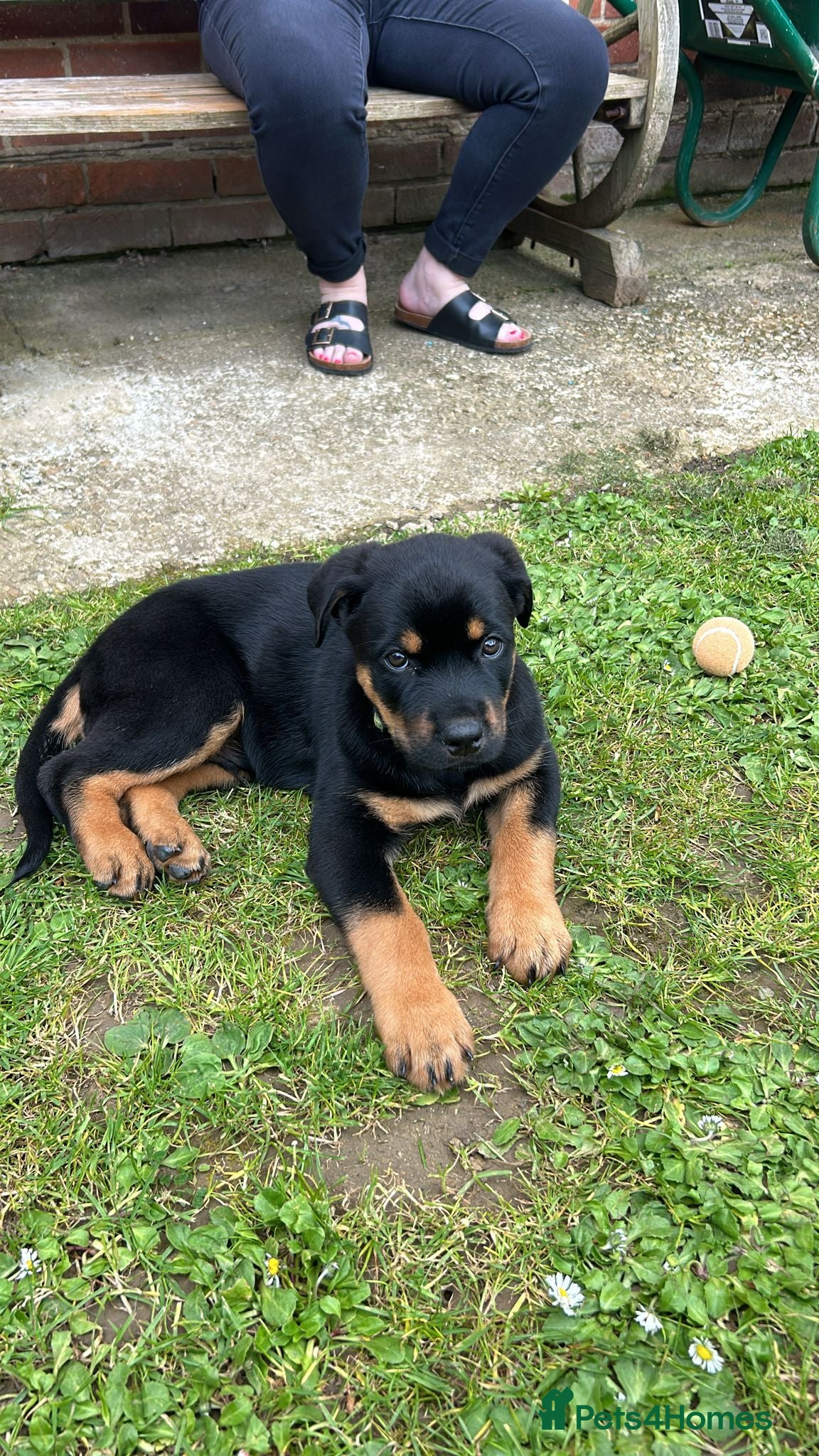 Mixed Breed dogs 3 girls left Now £900  - Advert 2