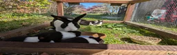 Dutch rabbits for sale: Baby Dutch Rabbits in Robertsbridge - Advert 4