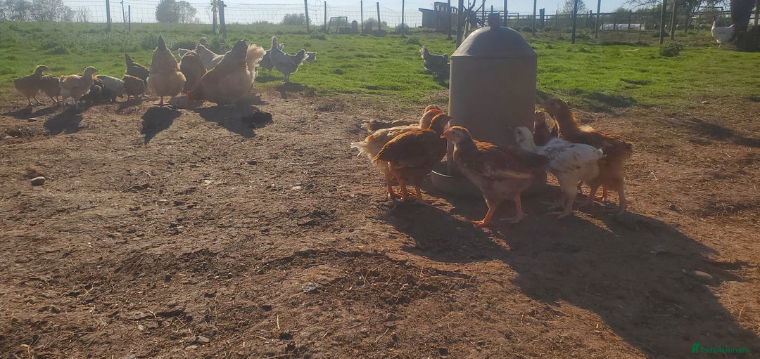 Chickens poultry for sale: 5 to 8 weeks old Pullets of Various Breeds - Image 5