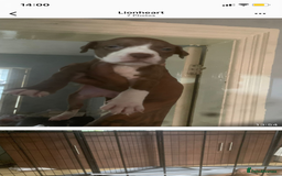American Bulldog dogs for sale: American bulldog puppies - Image 1