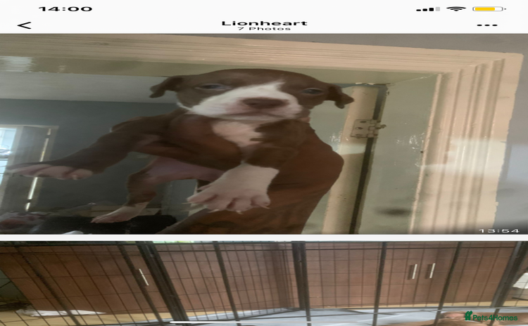 American Bulldog dogs - Advert 3