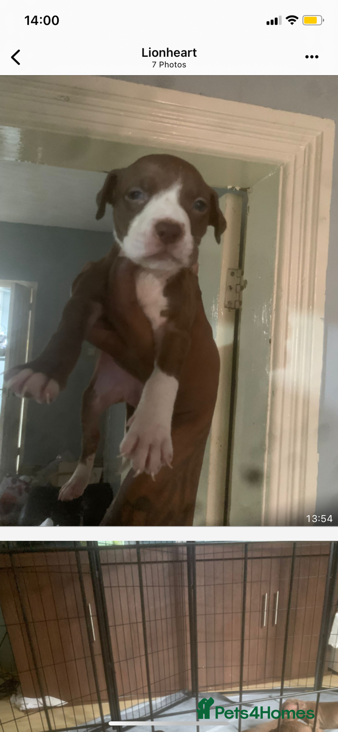 American Bulldog dogs for sale: American bulldog puppies - Image 1