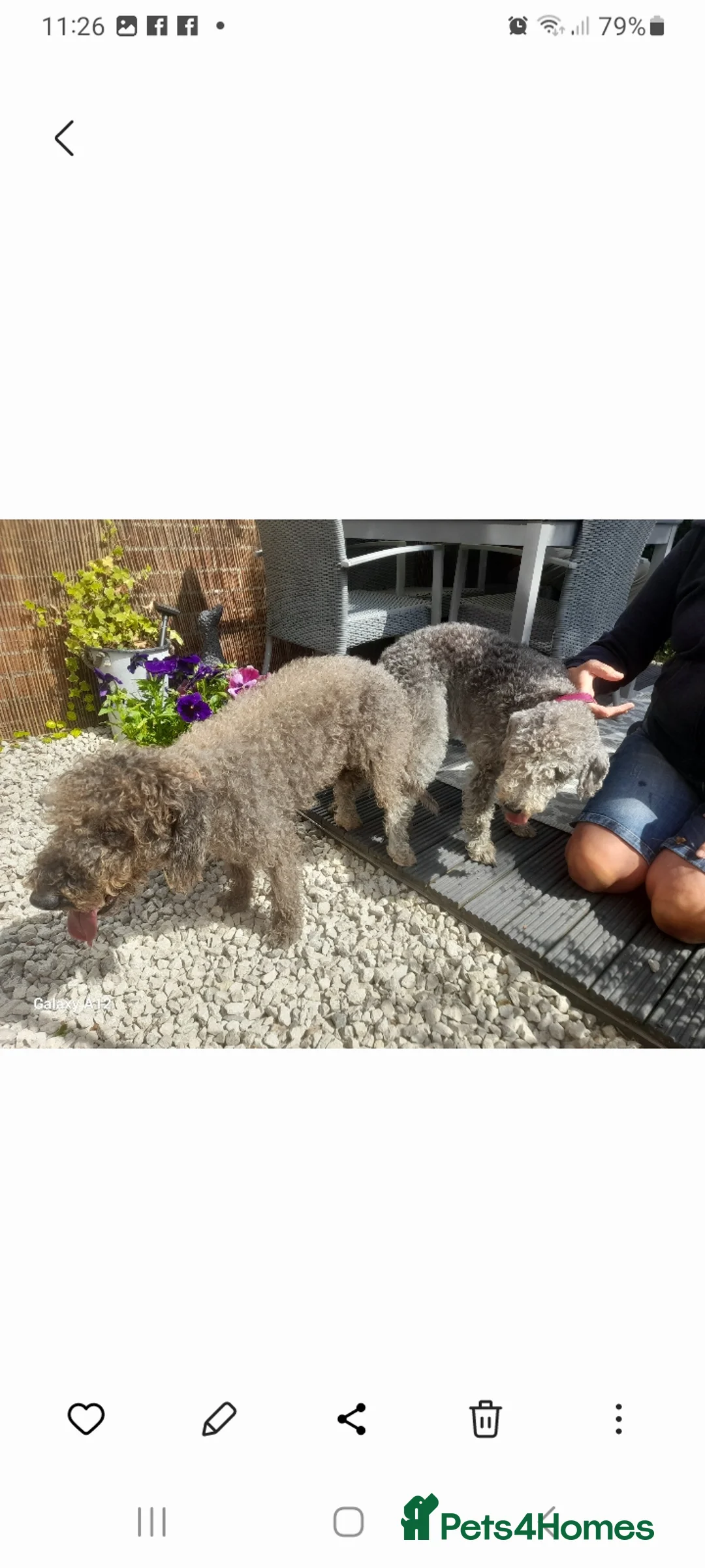 Bedlington Terrier dogs for stud: Blue.  Bedlington terrier for stud  CT Clear   in Chesterfield - Advert 15