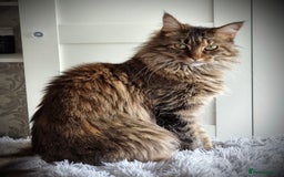 Maine Coon cats for sale: 4 Maine Coons (Mum, Dad, Son amd Daughter) - Image 6