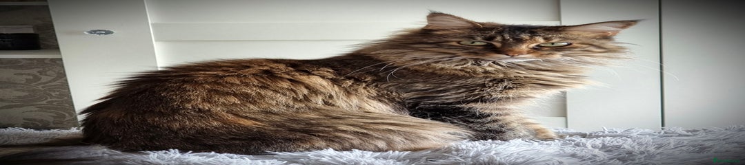 Maine Coon Mum 