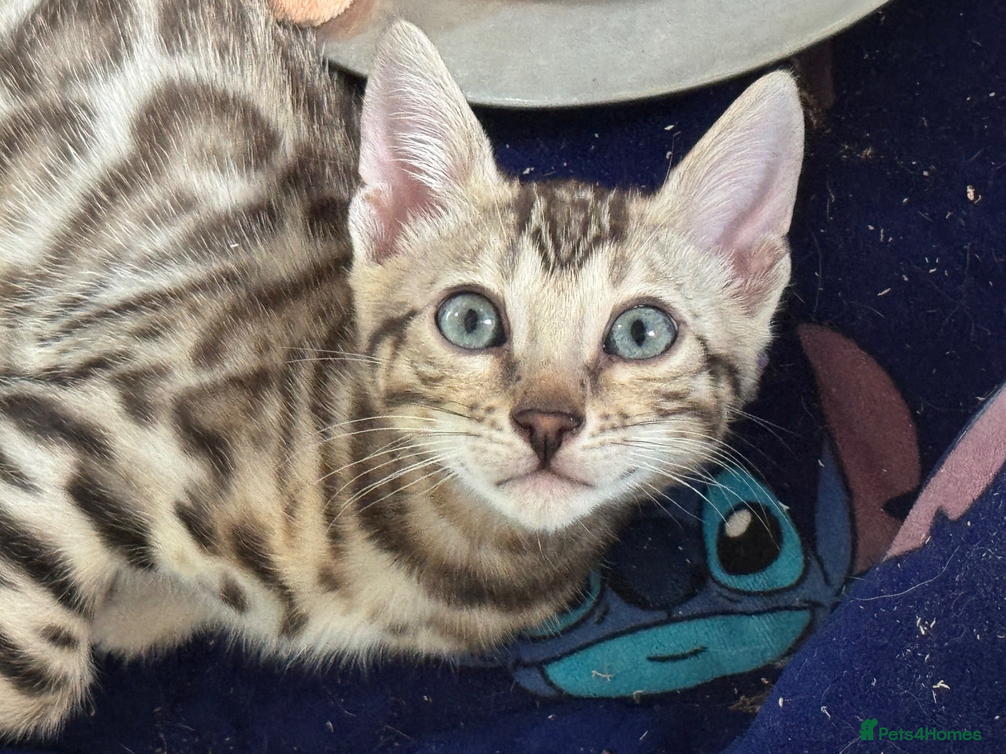 Bengal cats Stunning rare snow&silver bengals. TICA REGISTERED - Advert 1