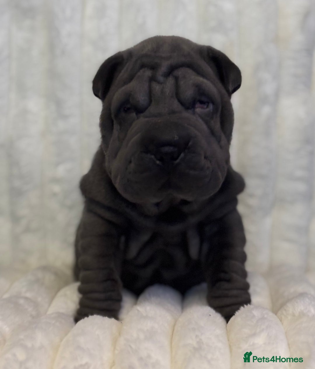 Shar Pei dogs for sale: Sharpei Puppies  - Advert 4