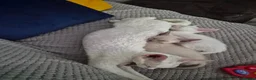 Devon Rex cats for sale: 2 male boys: mix devon-cornish rex - Advert 2