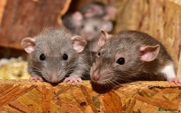Rat rodents for sale: Fancy rats  - Image 2