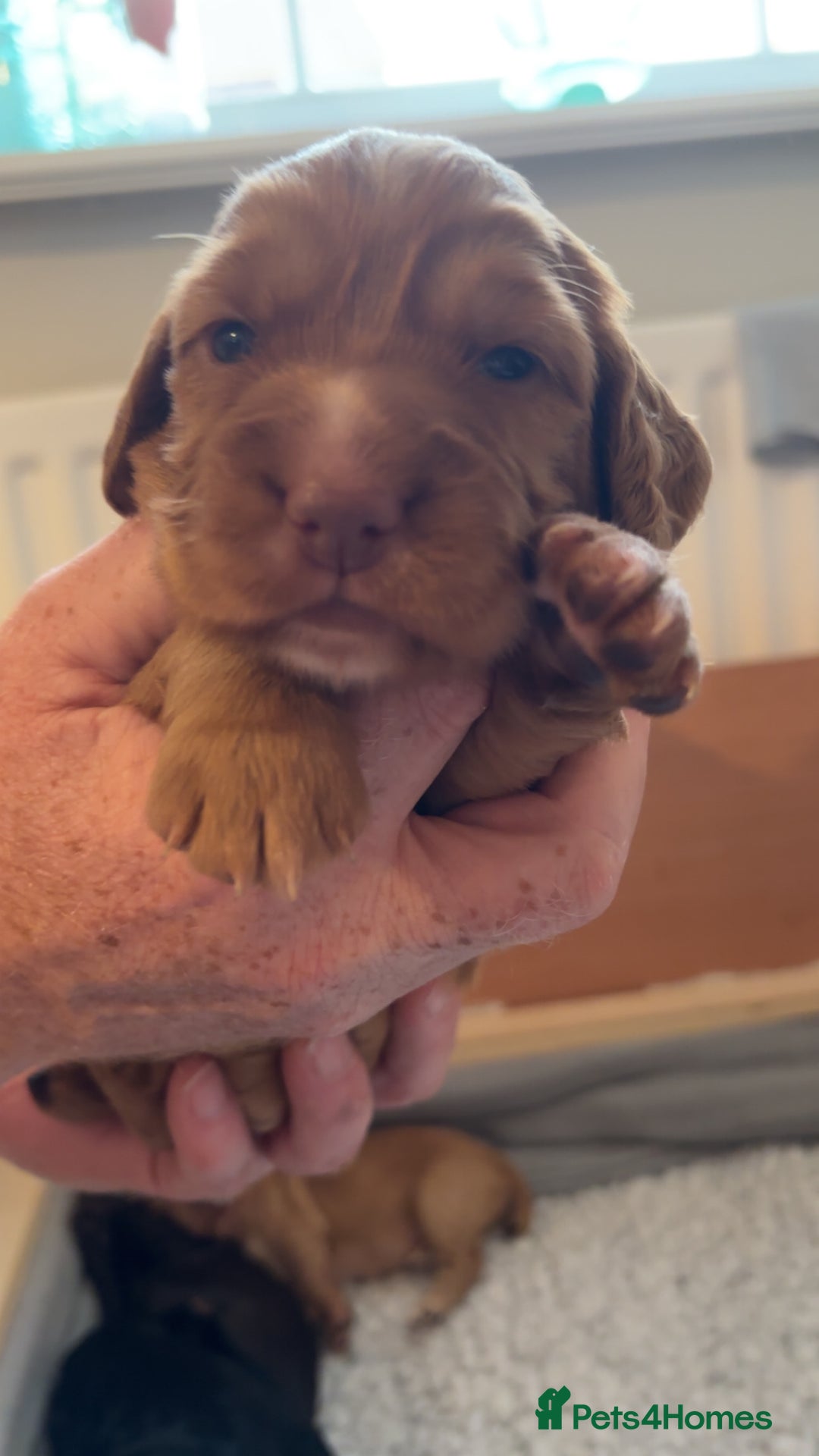 Cocker Spaniel dogs for sale: KC Registered Working Cocker Spaniel Puppies - Image 9