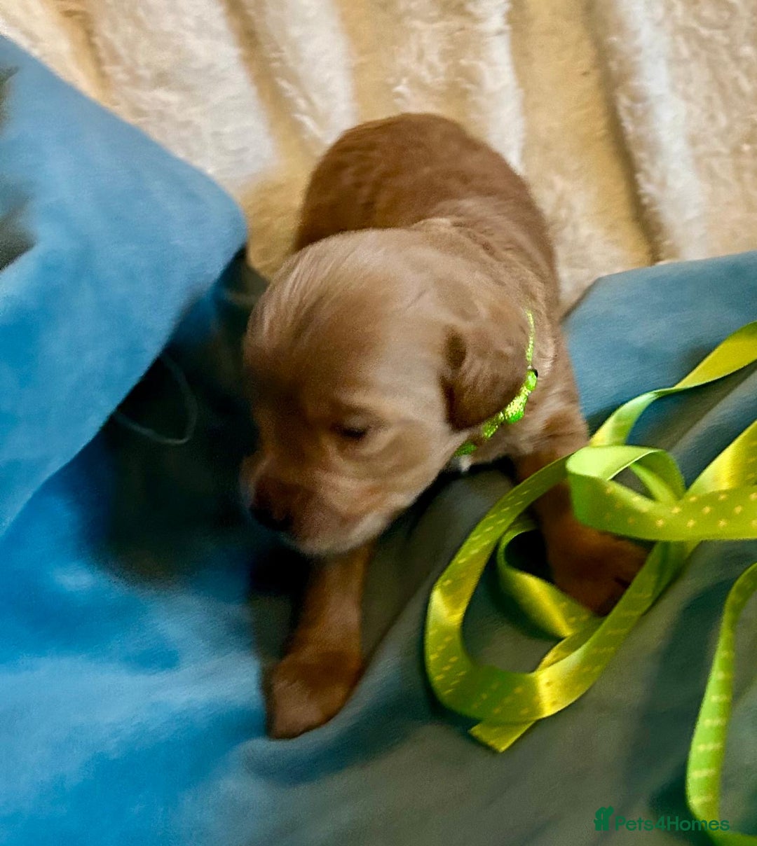 Labradoodle dogs for sale: 🥰 Cute Miniature labradoodle Pups 💖💕 - Advert 3