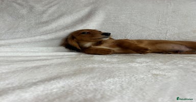 Miniature Dachshund dogs - Advert 9