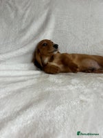 Miniature Dachshund dogs - Advert 9