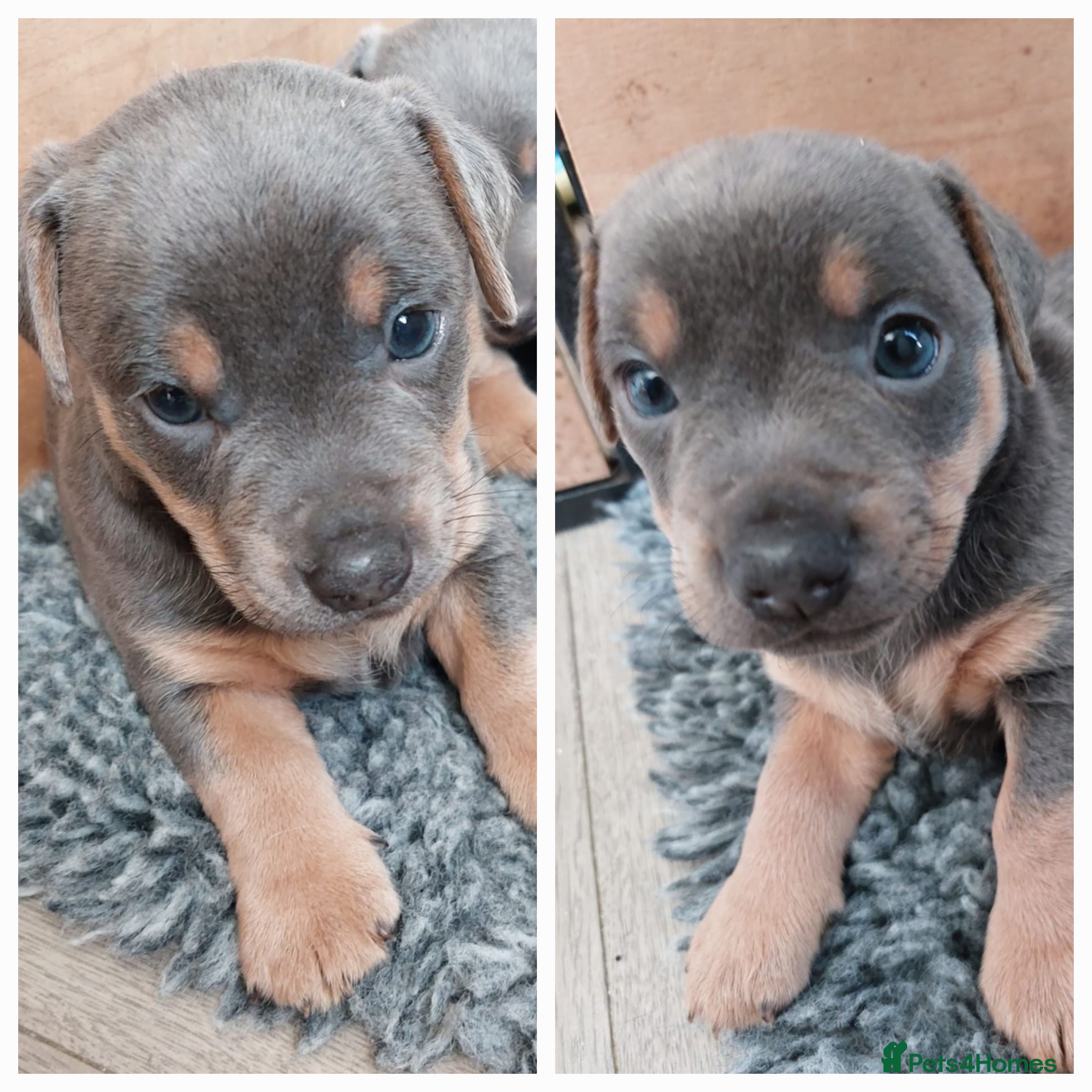 Jack Russell dogs Beautiful Lilac and tan boy available - Advert 7