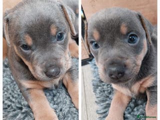 Jack Russell dogs Beautiful Lilac and tan boy available - Advert 7