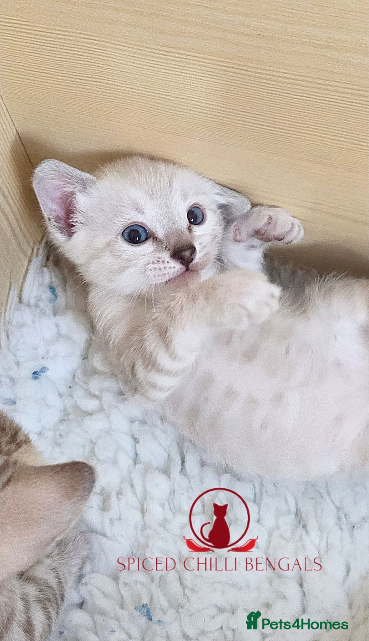 Bengal cats ✨️Last 2 glitter snow champion bengal kittens ✨️ - Advert 1