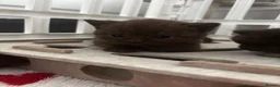 British Shorthair cats for sale: Chocolate/Lilac BSH and BLH Kittens - Advert 4