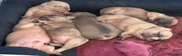 French Bulldog dogs for sale: Beautiful KC Reg French Bulldog Pups - Advert 4
