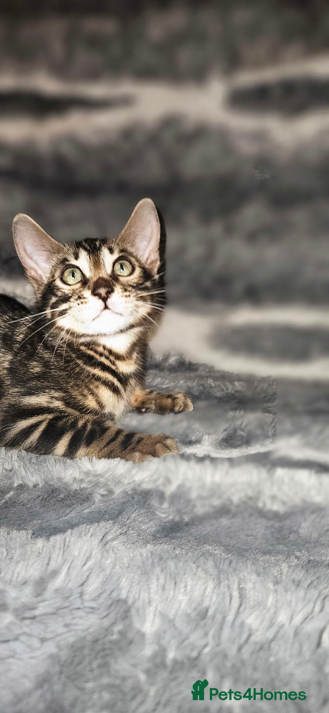 Bengal cats for sale: SHOW QUALITY BABIES  in Andover - Image 6