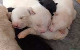 Mixed Breed dogs for sale: Alaskan malamute cross collies puppies  - Image 4