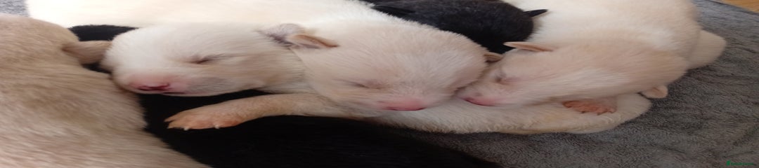 Mixed Breed Puppy 1