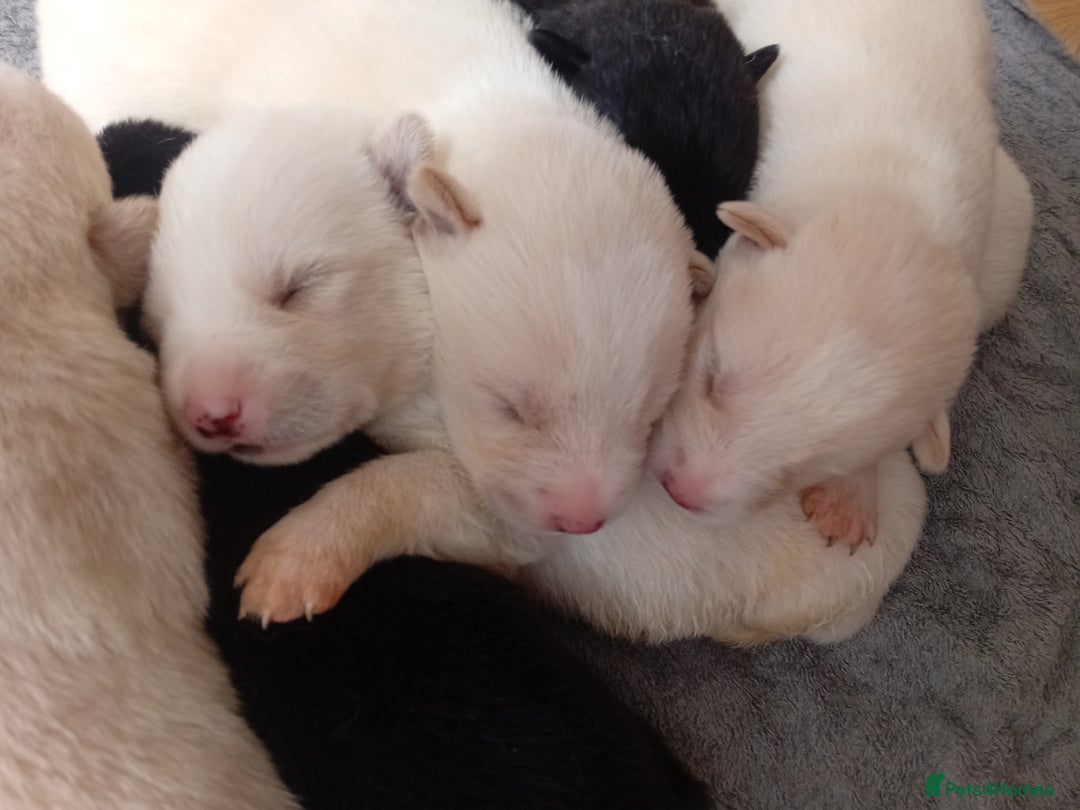 Mixed Breed dogs for sale: Alaskan malamute cross collies puppies  - Image 4