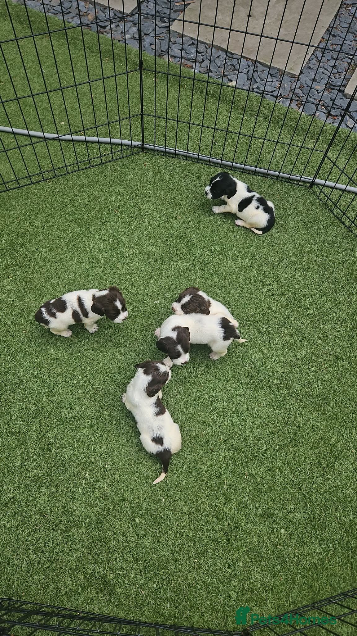 Sprocker dogs Sprocker Spaniel Puppies  - Advert 7