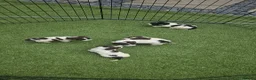 Sprocker dogs for sale: Sprocker Spaniel Puppies  - Advert 4