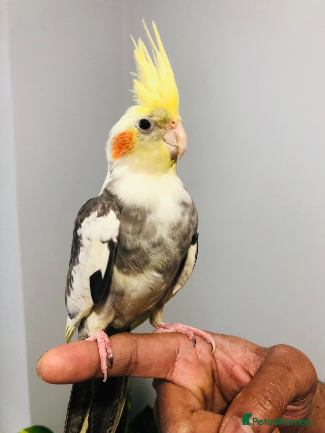 Cockatiels birds for sale: Beautiful young tame cockatiels for sale. - Advert 2