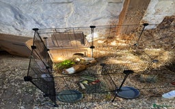 Guinea Pig rodents for sale: Baby Boy Guinea Pigs - Image 6