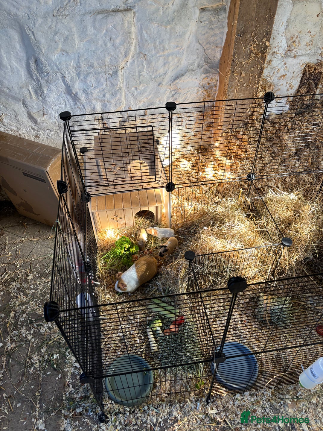 Guinea Pig rodents for sale: Baby Boy Guinea Pigs - Image 6