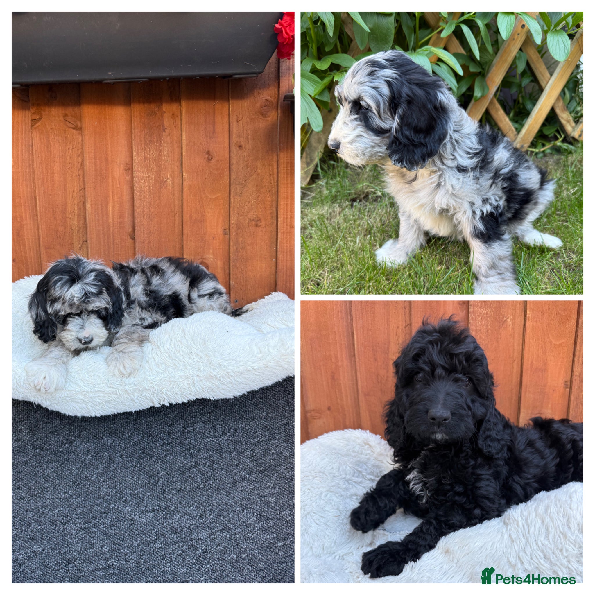 Australian Labradoodle dogs AUSTRALIAN LABRADOODLE  - Advert 14