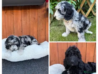 Australian Labradoodle dogs AUSTRALIAN LABRADOODLE - Advert 14