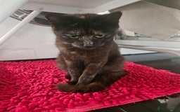 Mixed Breed cats for sale: Ready for new home kittens and 1 year female - Image 6