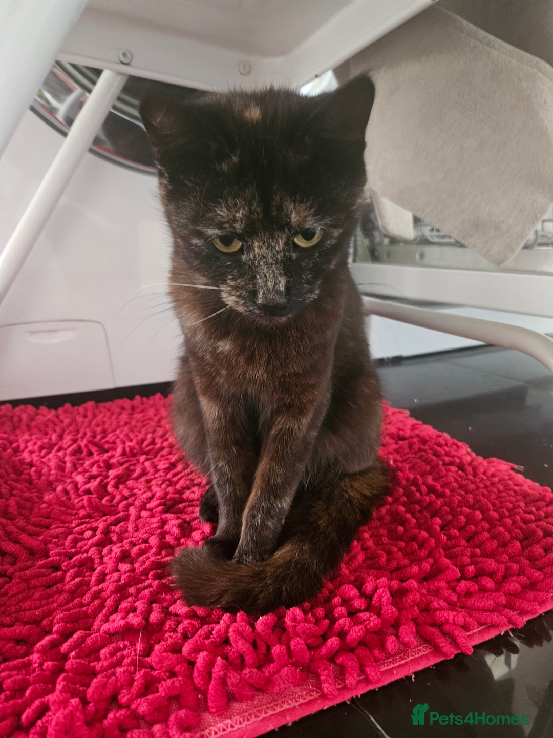 Mixed Breed cats for sale: Ready for new home kittens and 1 year female - Image 6
