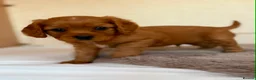 Cavalier King Charles Spaniel dogs for sale: Gorgeous Cavalier King Charles Puppies! - Advert 36
