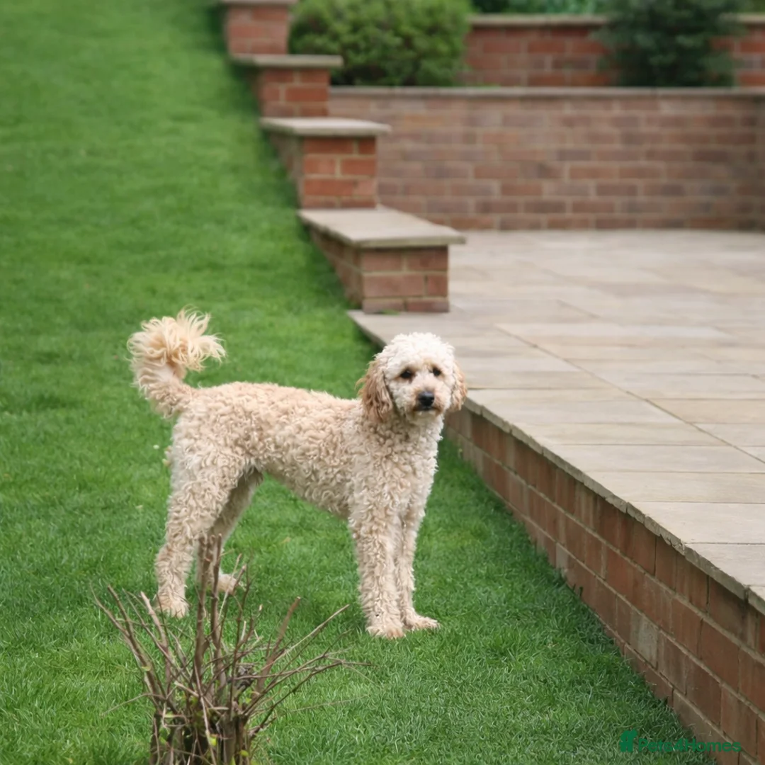 Toy Poodle dogs for stud: FullPanel DNA Tested Clear, KC reg+ Apricot - Advert 1