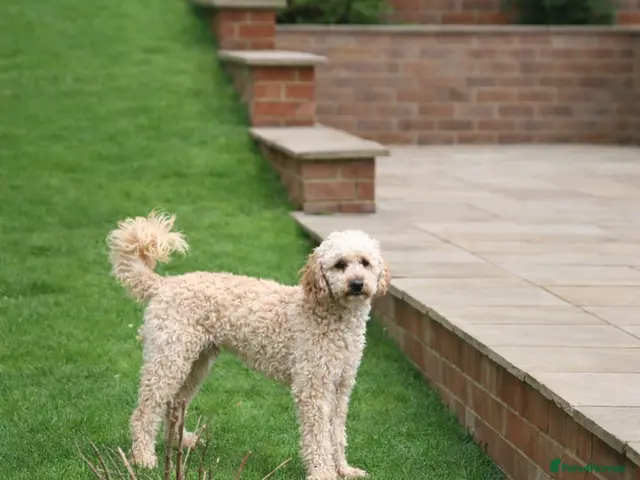 Toy Poodle dogs FullPanel DNA Tested Clear, KC reg+ Apricot - Advert 3