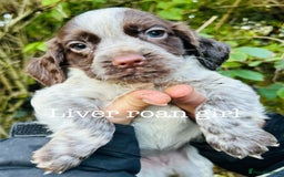 Cocker Spaniel dogs for sale: Sprocker Spaniel puppies  - Advert 11