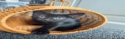 Mixed Breed cats for sale: 9 week old kittens ready to leave.  - Advert 9