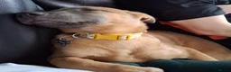 Mixed Breed dogs for sale: Belgian Malinois cross puppies for sale. - Advert 13