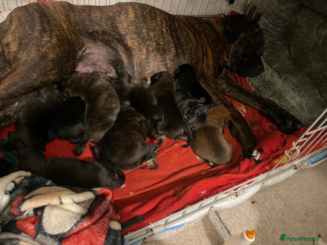 Cane Corso dogs for sale: Cane Corso, sweet,raised with love and to be loved - Advert 2